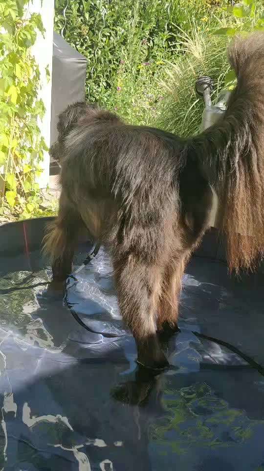 Zeigt hier Euer liebstes Video Eurer Hunde-Beitrag-Bild