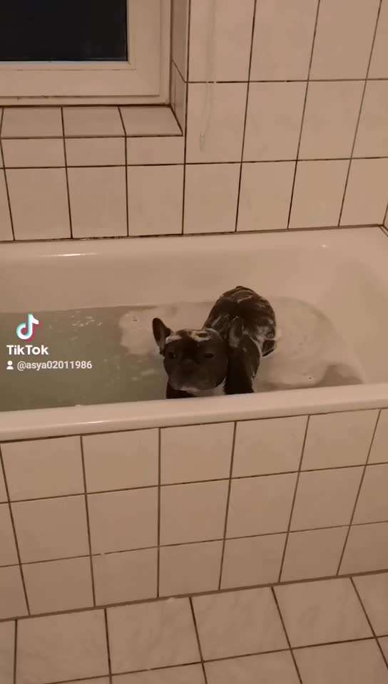 Französische Bulldoggen-Beitrag-Bild