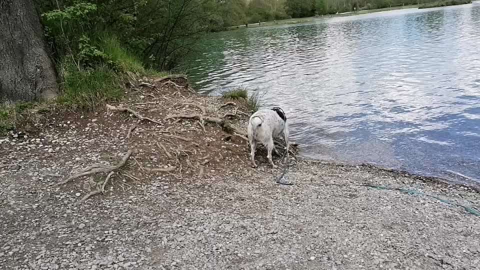 Dogorama-Monats-Challenge-Mai "Wasser"-Beitrag-Bild