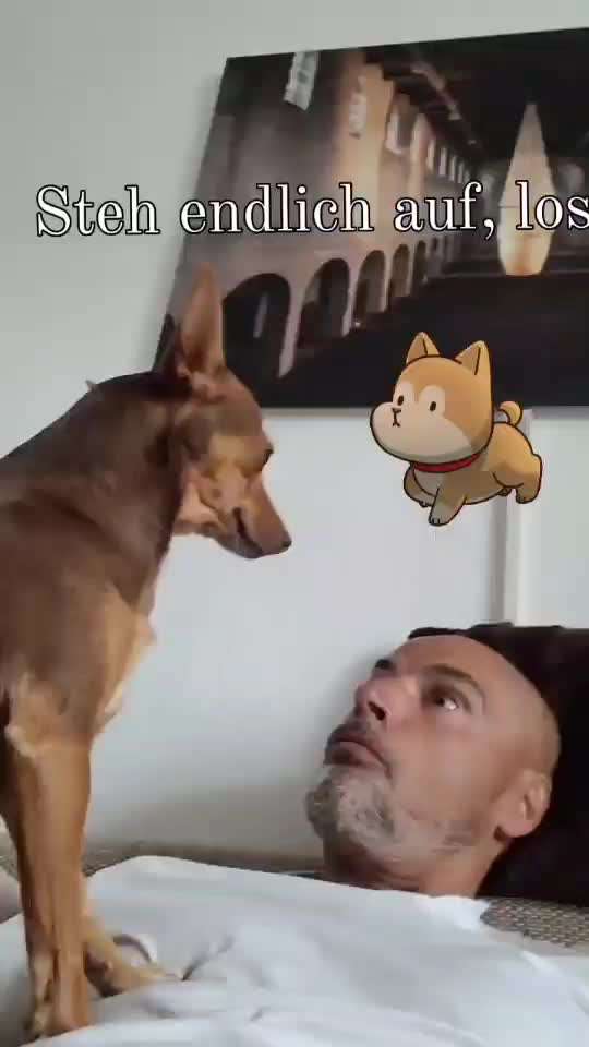 Dogorama Photo Challenge - lustigste Grimasse-Beitrag-Bild