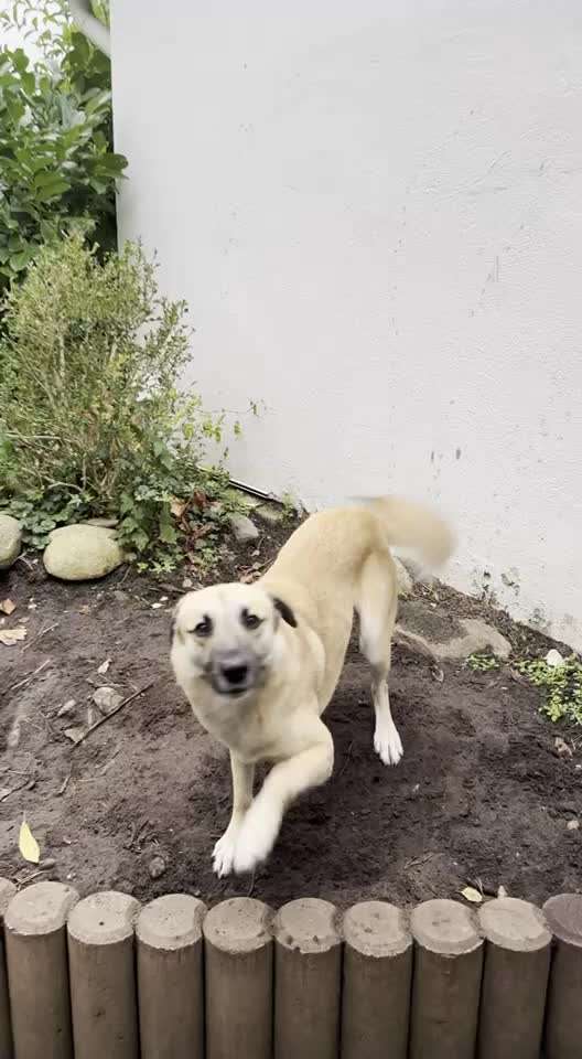 Tierschutzhunde suchen ein Zuhause-Beitrag-Bild