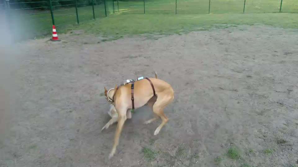 TierschutzhundeStammtisch🐕-Beitrag-Bild