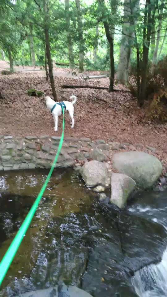 TierschutzhundeStammtisch🐕-Beitrag-Bild