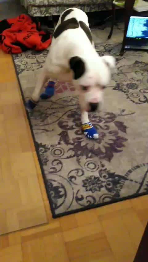 TierschutzhundeStammtisch🐕-Beitrag-Bild