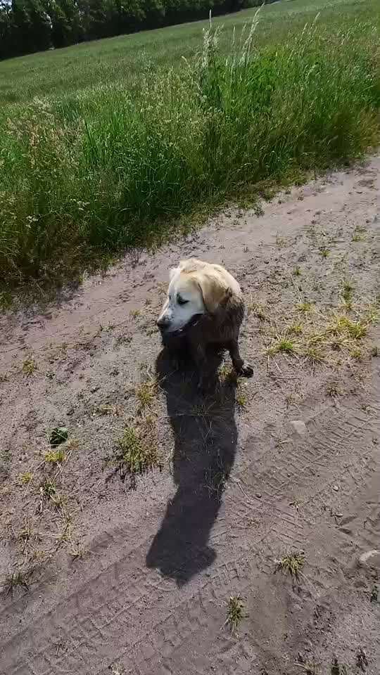 aktuelles Foto Gruppe Golden Retriever