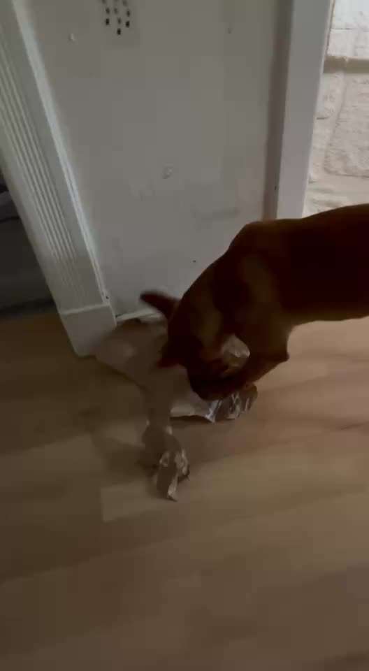 Podencomischling oder Podenco-Beitrag-Bild