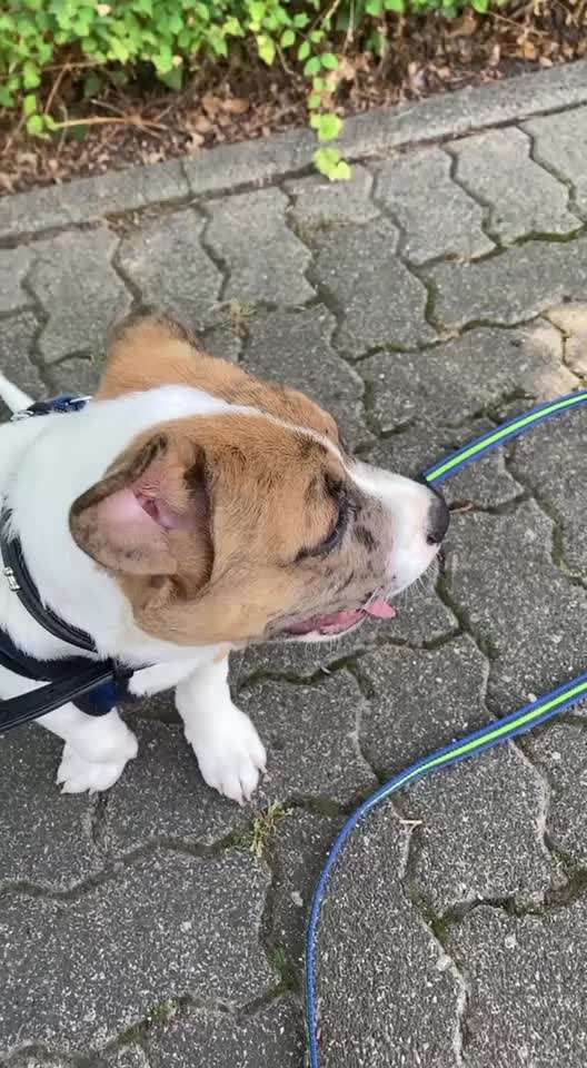 Mischlinge raten - Rätselspaß-Beitrag-Bild