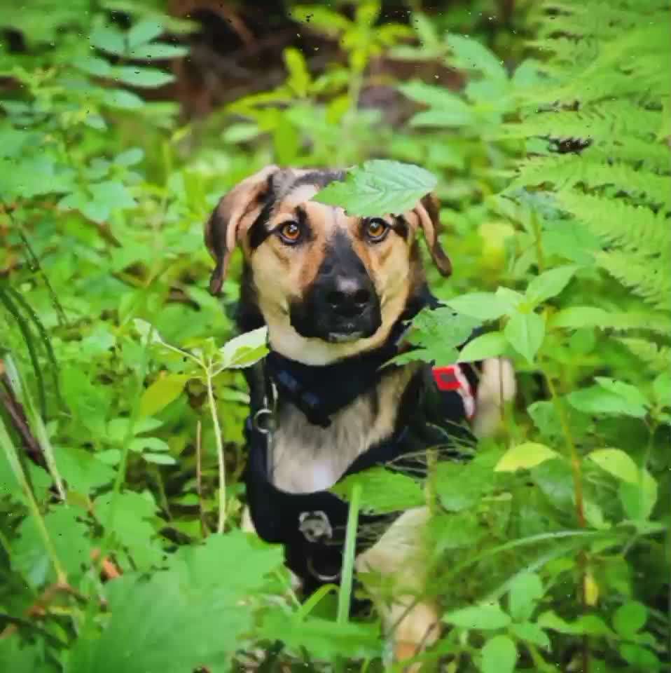 Hundebilder-Beitrag-Bild