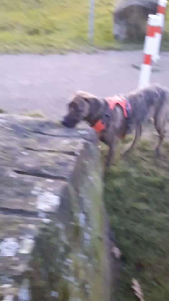 aktuelles Foto Gruppe Biete/suche Hundebetreuung