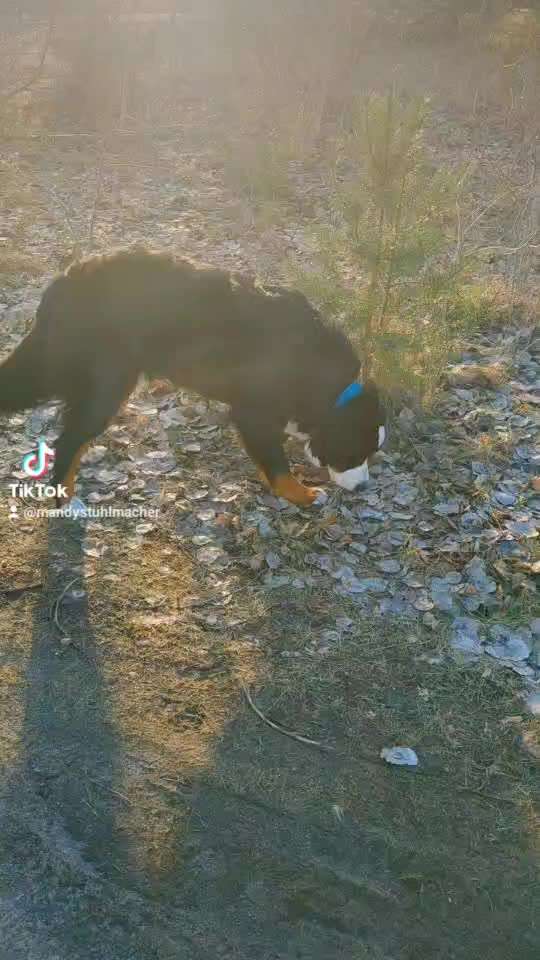 Berner Sennen-Beitrag-Bild