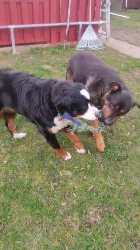 Berner Sennen-Beitrag-Bild