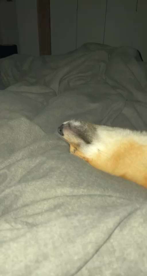 Darf der Hund bei Euch im Bett schlafen?-Beitrag-Bild