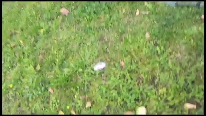 Hundekot :D-Beitrag-Bild