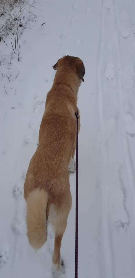 Normaler Gang oder vorprogrammierter Hüftschaden?-Beitrag-Bild