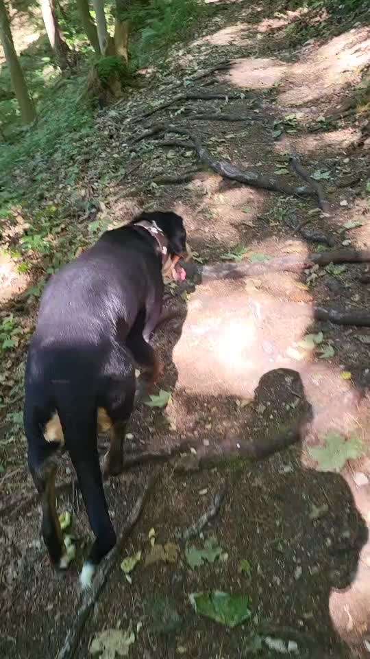 Gangbild/-analyse-Beitrag-Bild