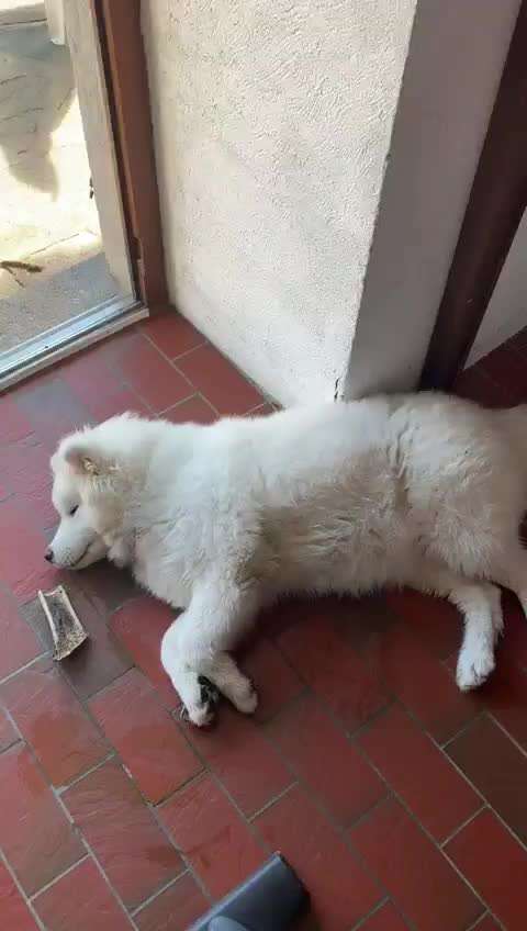 Zeigt hier Euer liebstes Video Eurer Hunde-Beitrag-Bild