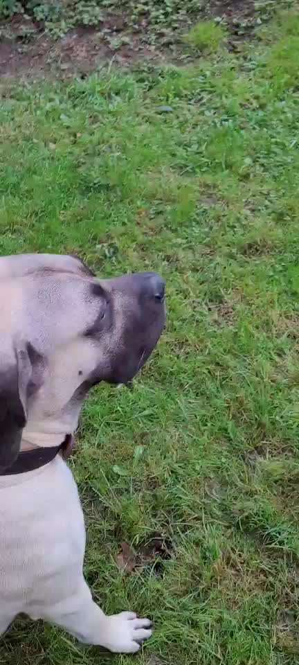 Hoopers Agility-Beitrag-Bild