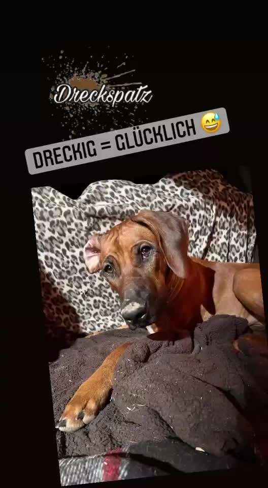 Rhodesian Ridgeback-Beitrag-Bild