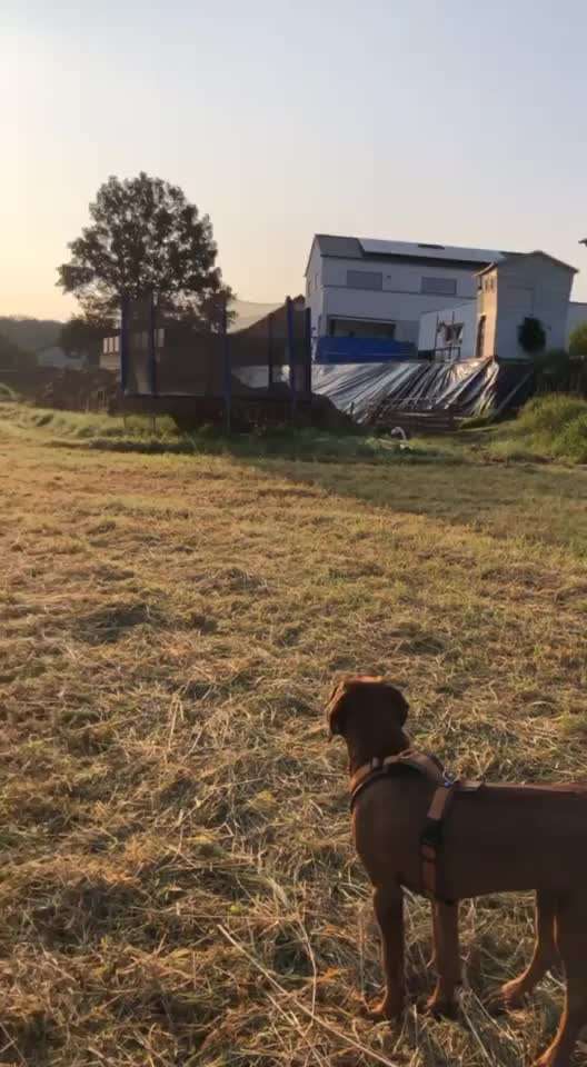 Rhodesian Ridgeback-Beitrag-Bild