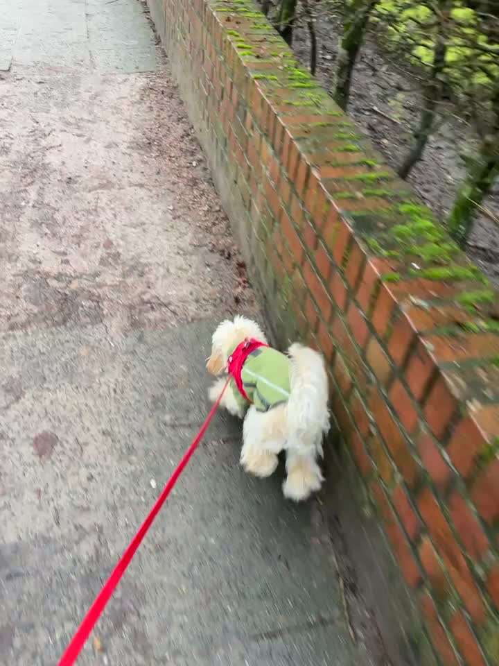 Junghund "hüpft" im Trab - Patella Luxation ausgeschlossen-Beitrag-Bild