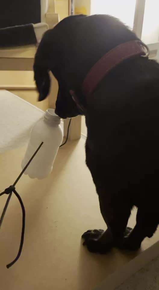 Handy Video Challenge Nr.36 Indoorbespaßung-Beitrag-Bild