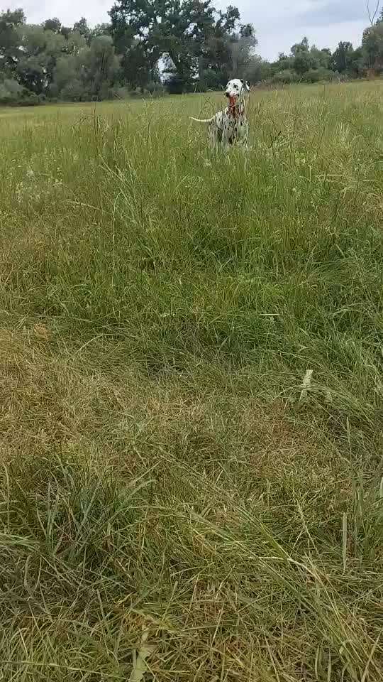 Was ist etwas was ihr euren hund ausversehen beigebracht habt-Beitrag-Bild