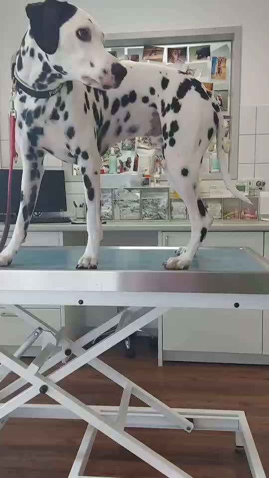 Handy Video Challenge Nr. 39- Bellen u.s.w.-Beitrag-Bild