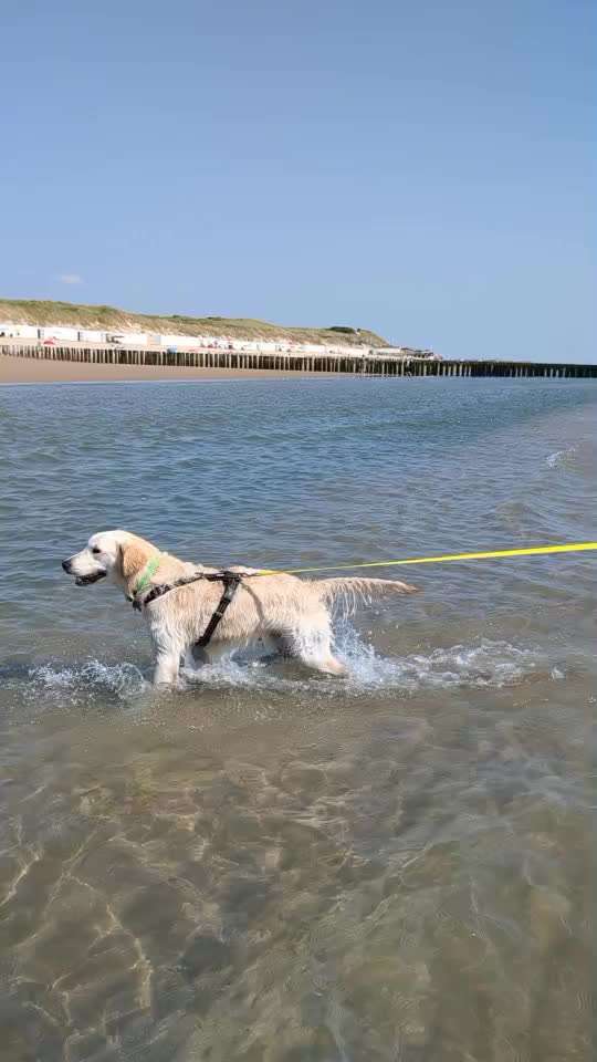 Wo sind die Golden Retriever Liebhaber?-Beitrag-Bild