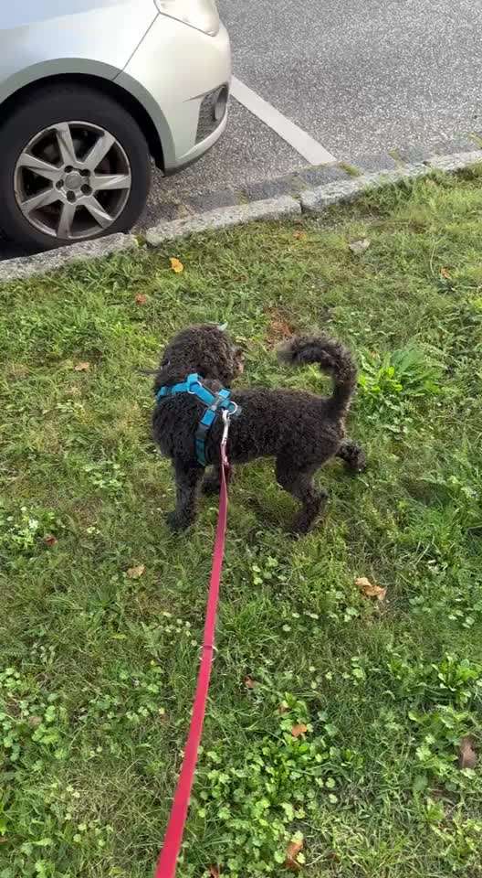 Hund "schleicht" und pinkelt ins Haus-Beitrag-Bild