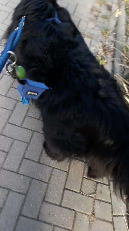 Neufundländer Freunde!-Beitrag-Bild