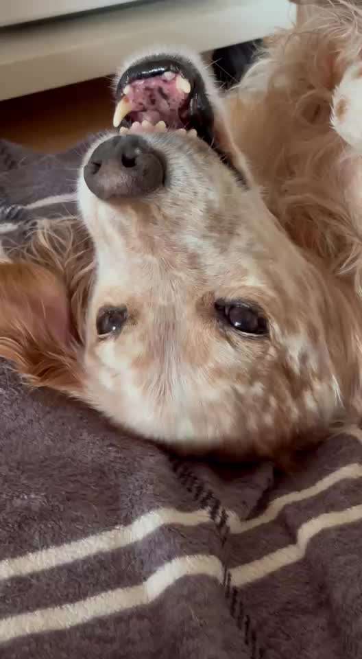 aktuelles Foto Gruppe Hunde aus dem Tierschutz