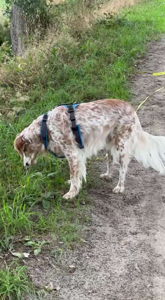 aktuelles Foto Gruppe Hunde aus dem Tierschutz