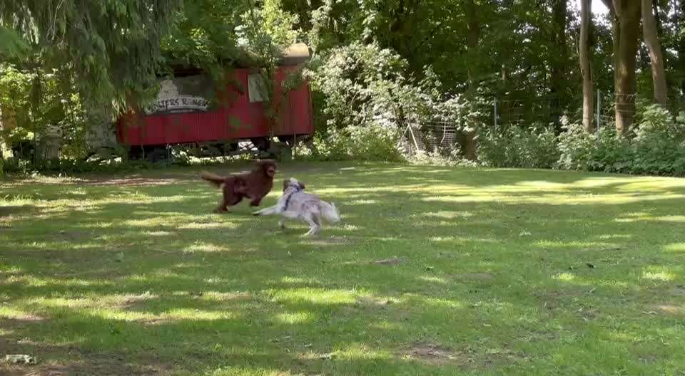 aktuelles Foto Gruppe Hunde aus dem Tierschutz