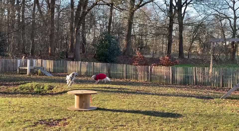 aktuelles Foto Gruppe Hunde aus dem Tierschutz
