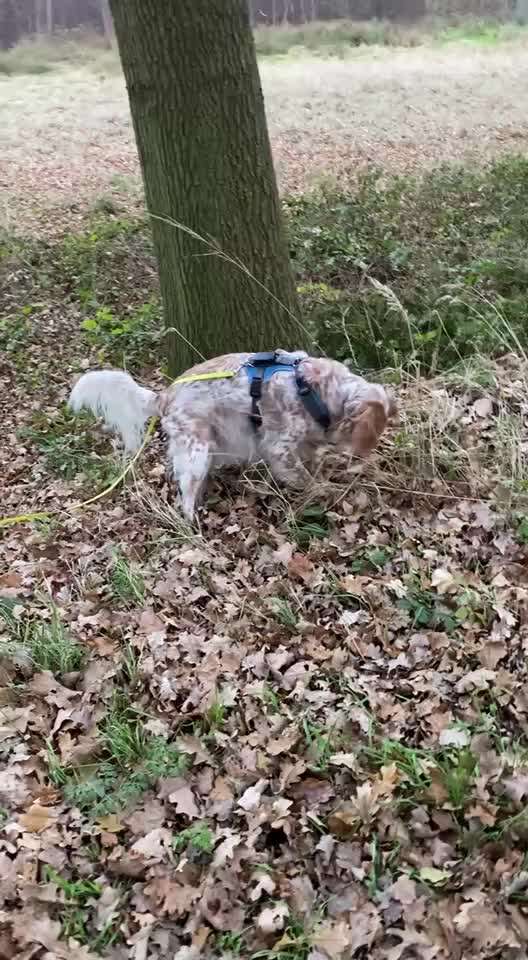 aktuelles Foto Gruppe Hunde aus dem Tierschutz