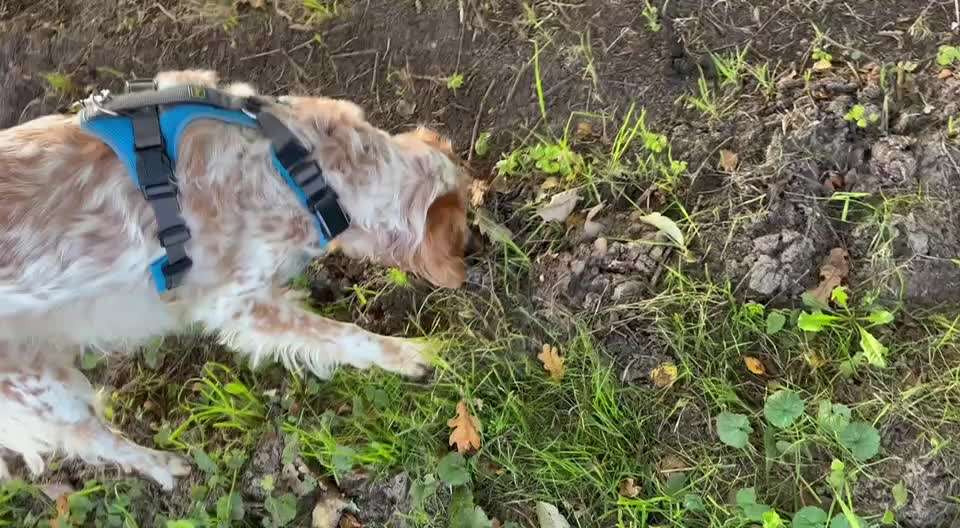 aktuelles Foto Gruppe Hunde aus dem Tierschutz