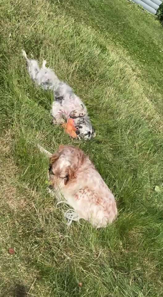 aktuelles Foto Gruppe Hunde aus dem Tierschutz