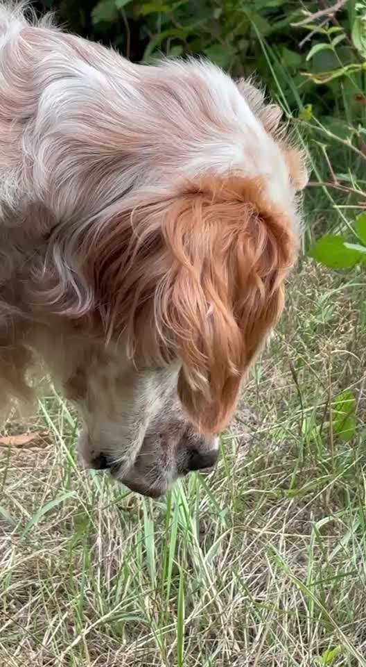 aktuelles Foto Gruppe Hunde aus dem Tierschutz