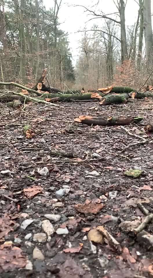 Alles rund um den Schäferhund, diskutieren erwünscht.-Beitrag-Bild