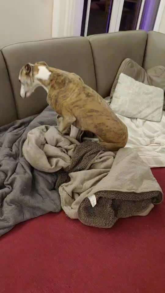 Windhunde - Treffen der besonderen Schönheiten
HERZLICH WILLKOMMEN-Beitrag-Bild