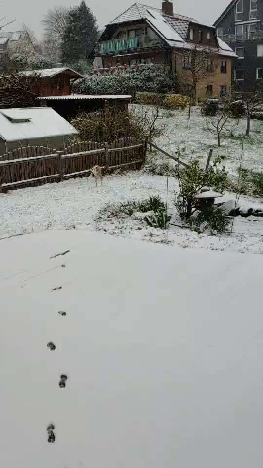 Windhunde - Treffen der besonderen Schönheiten
HERZLICH WILLKOMMEN-Beitrag-Bild