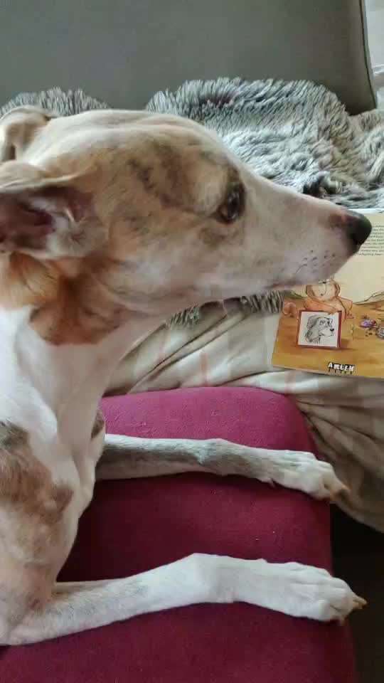 Windhunde - Treffen der besonderen Schönheiten
HERZLICH WILLKOMMEN-Beitrag-Bild