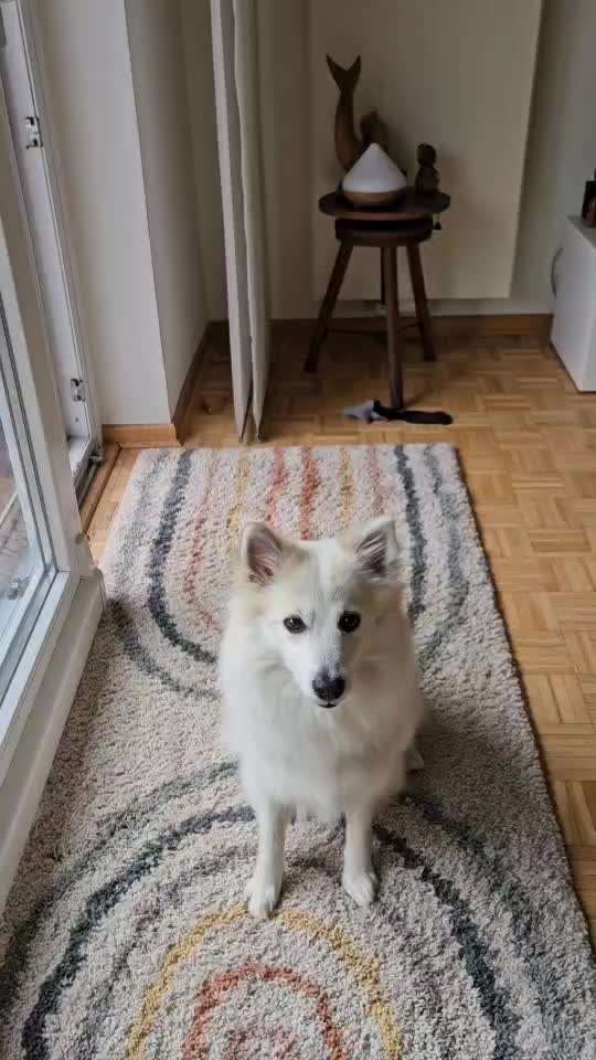 74. Trick-Übung "Leckerli schnappen"-Beitrag-Bild