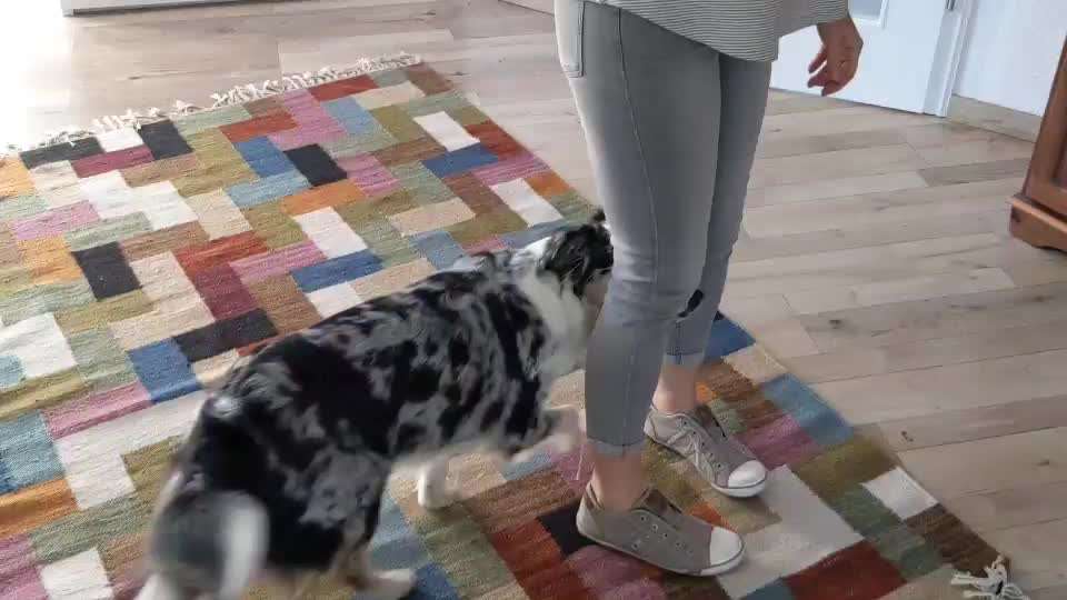 37. Trick-Challenge: Pinguin-Lauf-Beitrag-Bild