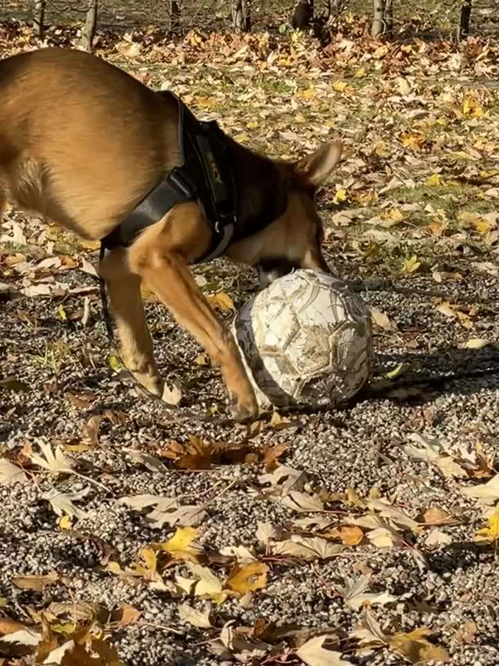 Video-Challange Nr. 9
Der unsinnige Hund-Beitrag-Bild