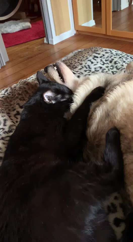 Hund & Katze - Zusammenleben-Beitrag-Bild