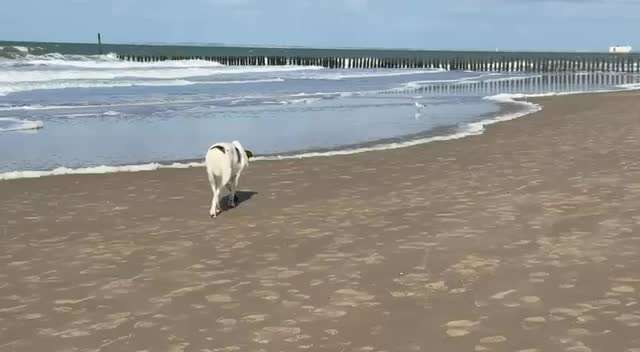 aktuelles Foto Gruppe Reisen mit Hund