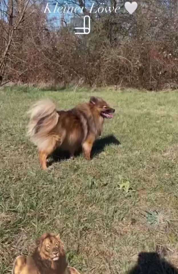 Dogorama Photo Challenge - TV Hund-Beitrag-Bild