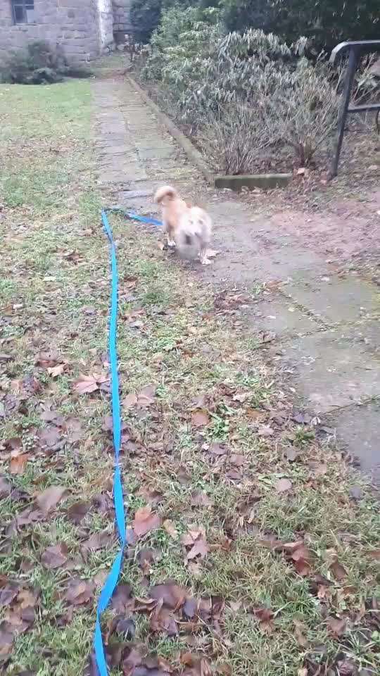 Hunde vom Tierschutzverein 🐕♥️-Beitrag-Bild