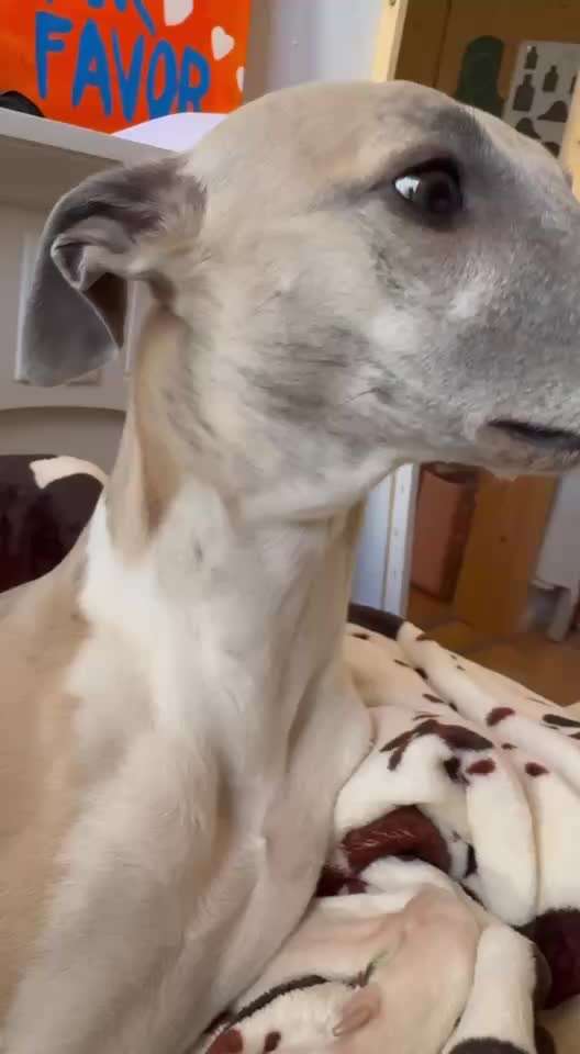 Windhunde - Treffen der besonderen Schönheiten
HERZLICH WILLKOMMEN-Beitrag-Bild